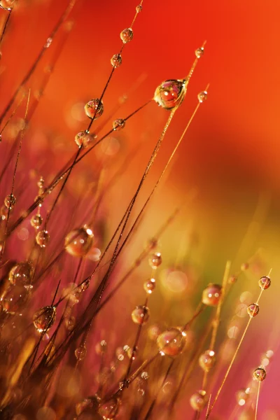 dewdrops-ge838d53c3_1920